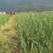 Farmers of Khangma growing onions on a large scale- Pema Gatshel