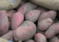 Farmers worry about finding no market for their potatoes, Gyala in Wangdue Phodrang