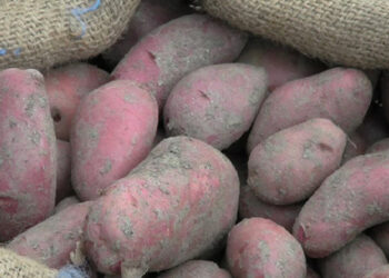 Farmers worry about finding no market for their potatoes, Gyala in Wangdue Phodrang