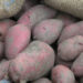 Farmers worry about finding no market for their potatoes, Gyala in Wangdue Phodrang