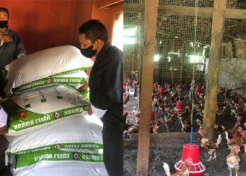 Poultry feed almost out of stock in Langthil, Trongsa