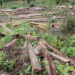 Samtse DT proposes reducing the rural subsidised timber allotment eligibility period to 12 years from 25