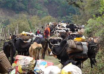 Cattle herders of Haa migrating from Samtse will undergo quarantine in jungle