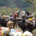 Cattle herders of Haa migrating from Samtse will undergo quarantine in jungle