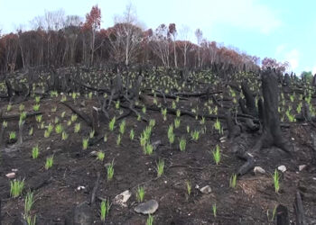 Upland paddy cultivation in Khangma village, Pema Gatshel