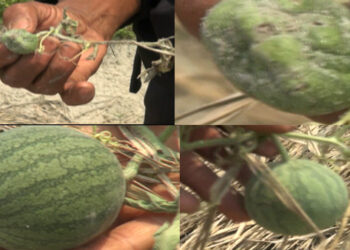 Farmers disappointed with dwindling watermelon yield- Berti, Zhemgang