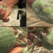 Farmers disappointed with dwindling watermelon yield- Berti, Zhemgang
