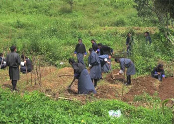 International Youth Day: Agriculture education