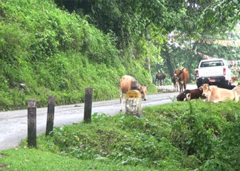 Gewogs in Sarpang concerned about stray cattle released by Semchen Tshethar Tshogpa