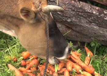 Carrots: cash crop turning into cattle feed without market- Haa