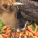 Carrots: cash crop turning into cattle feed without market- Haa
