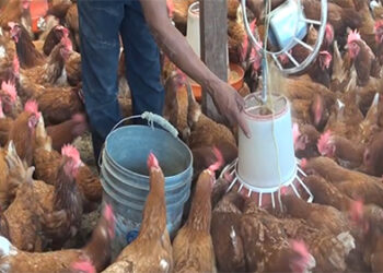 Contract farming scheme benefits farmers in Dagana