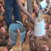 Contract farming scheme benefits farmers in Dagana