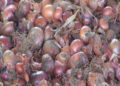 Selling onion at a loss: Dagana farmers