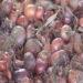 Selling onion at a loss: Dagana farmers