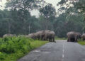Wild elephant attacks continue to be an everyday struggle for Gelegphu residents