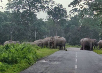 Wild elephant attacks continue to be an everyday struggle for Gelegphu residents
