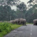 Wild elephant attacks continue to be an everyday struggle for Gelegphu residents