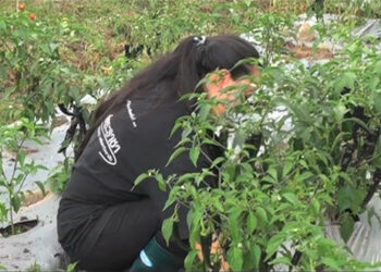 International Youth Day: Youth into innovative farming