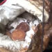 Pandemic affects jaggery business in Nanong Gewog, Pema Gatshel