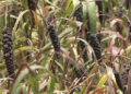 The millet advantage: Lhop’s staple diet a climate smart solution