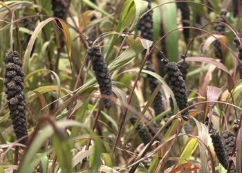 The millet advantage: Lhop’s staple diet a climate smart solution