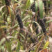 The millet advantage: Lhop’s staple diet a climate smart solution