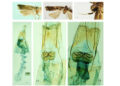 Three new species of moths discovered in the country