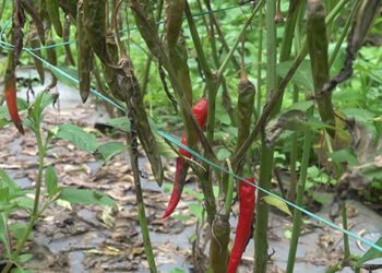 A chilli farmer’s story, Samtse
