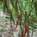 A chilli farmer’s story, Samtse
