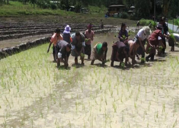 Paddy cultivation resumes after seven years in Rilangthang, Tsirang