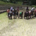Paddy cultivation resumes after seven years in Rilangthang, Tsirang