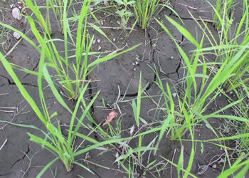 Drying streams and inconsistent monsoon leaves villagers of Khatoedthang worried, Samdrup Jongkhar