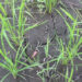Drying streams and inconsistent monsoon leaves villagers of Khatoedthang worried, Samdrup Jongkhar