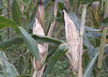 Site identified for a fuel retail outlet in Dagana