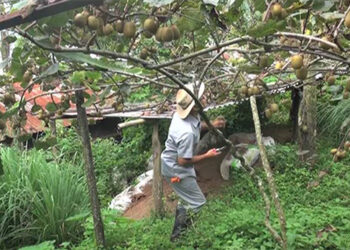 International Youth Day: Opportunities for youth in farming