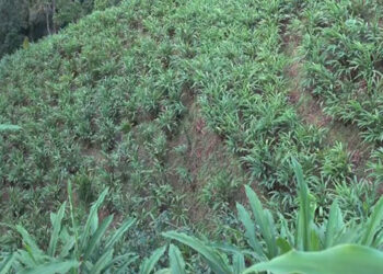 Farmers expect a bountiful cardamom harvest- Patshaling in Tsirang