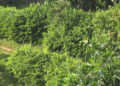 Brooms to gather dust if the pandemic continues- Broom business in Tsirang