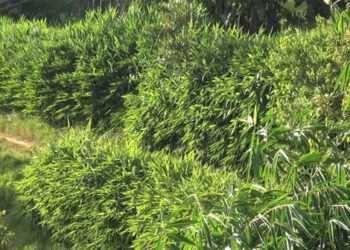 Brooms to gather dust if the pandemic continues- Broom business in Tsirang