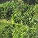 Brooms to gather dust if the pandemic continues- Broom business in Tsirang