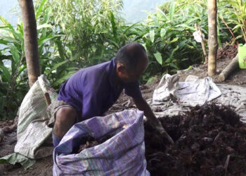 Cardamom, a better cash crop than orange in Gongdue, Monggar