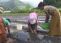 Yangbari farmers take up winter chilli cultivation