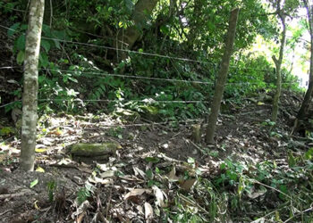 Electric fencing eases the lives of farmers- Wangling in Trongsa