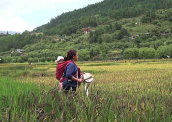 Farmers’ daily struggle against wild sparrow- Tang in Bumthang