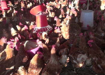 Hundreds of chickens die mysteriously in Tsirang