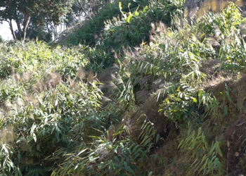 Dorokha Central School grows its own brooms- Samtse