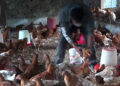 Karma Feeds decides to compensate affected poultry farmers