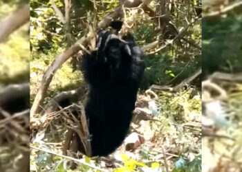 Bear sightings increase in Langthil Gewog in Trongsa