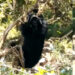 Bear sightings increase in Langthil Gewog in Trongsa