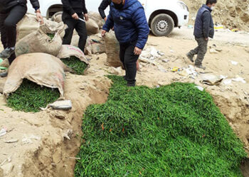 BAFRA seizes banned green chillies